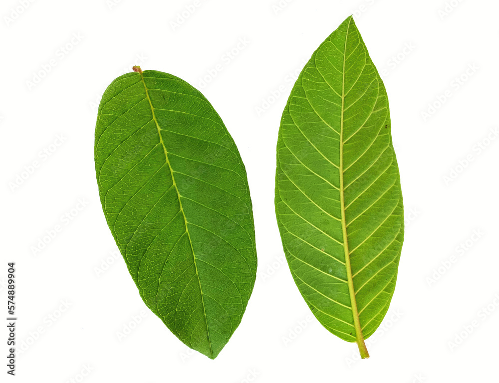 Guava leaves on white background Guava leaves on white background