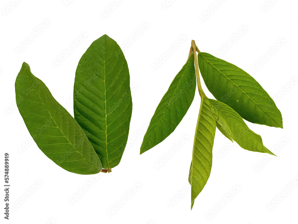 Fototapeta premium Guava green leaves isolated on white background