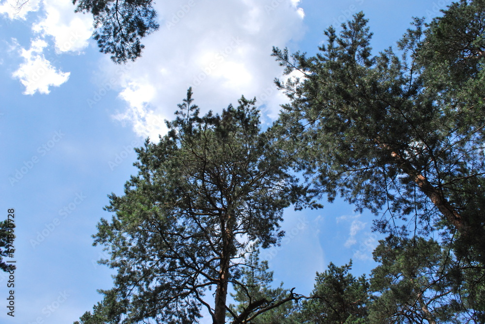 Obraz premium tree crown against the sky