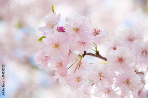 Pink flowers Cherry blossoms in Sakura spring season