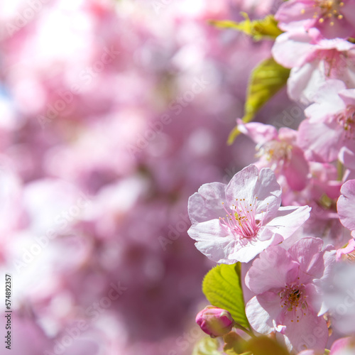 Beautiful spring Sakura flower or pink cherry blossom with depth of field © canjoena