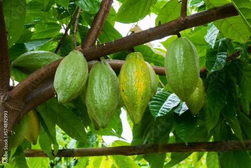 Photography Green Cacao pods hang on Cacao tree at farm,Theobroma cacao.