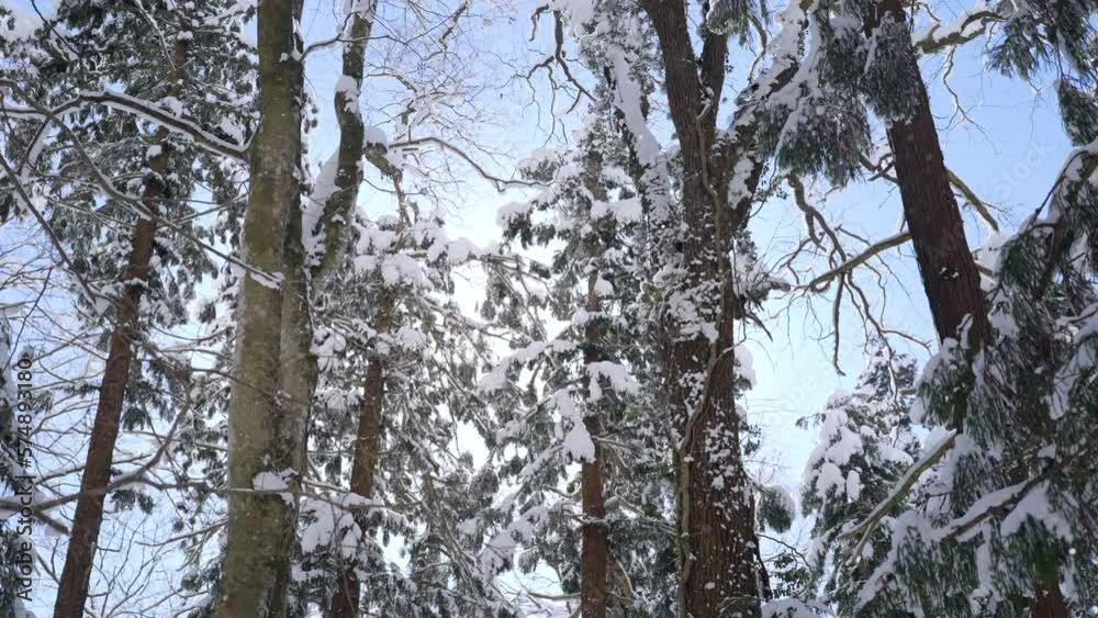 4K Low angle view of beautiful nature pine tree covered in snow with sunlight shining passing through tree branch with snowflakes falling down in forest mountain in winter season. 4K Low angle view of beautiful nature pine tree covered in snow with sunlight shining passing through tree branch with snowflakes falling down in forest mountain in winter season.