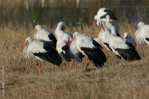 White Storks (Ciconia ciconia) sitting on the ground