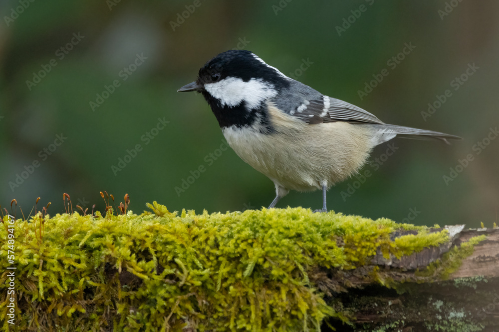 Fototapeta premium Tannenmeise (Periparus ater)