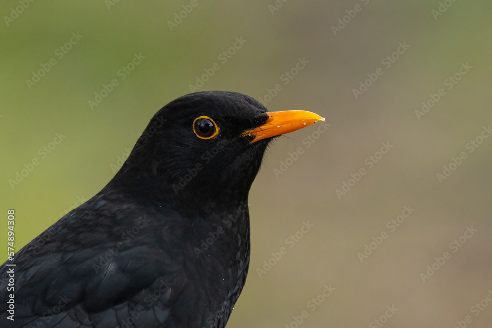 Fototapeta premium Amsel (Turdus merula)