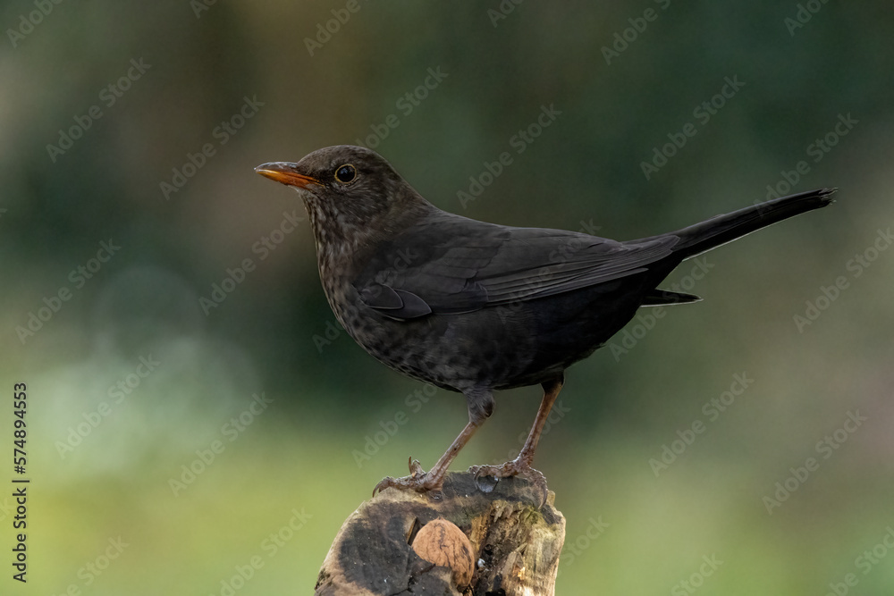 Amsel (Turdus merula) Amsel (Turdus merula)