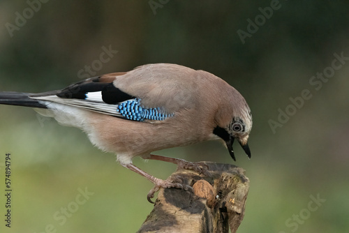 Eichelhäher (Garrulus glandarius) photo