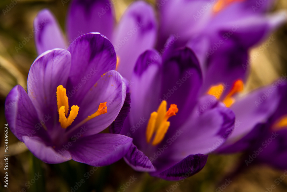 Close up purple crocus flowers in full bloom concept photo. Top view photography with blurred background. Natural light. High quality picture for wallpaper, travel blog, magazine, article