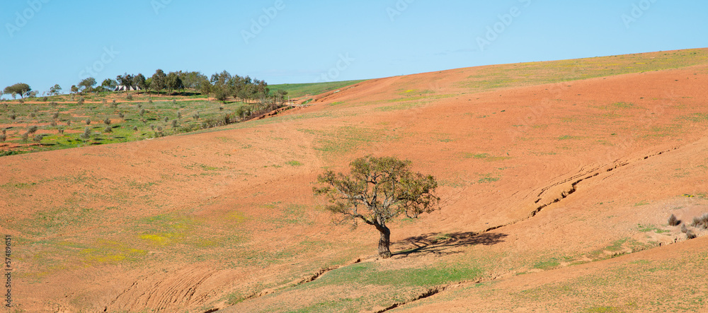 Morocco landscape with tree on dry ground Morocco landscape with tree on dry ground