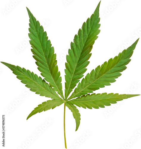 cannabis, hemp leaf cut out on transparent background.