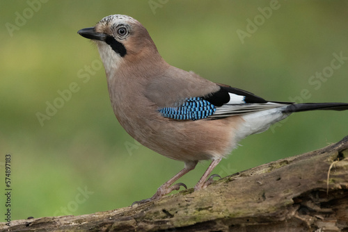 Eichelhäher (Garrulus glandarius) 