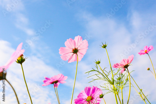 Beautiful cosmos flowers in garden.