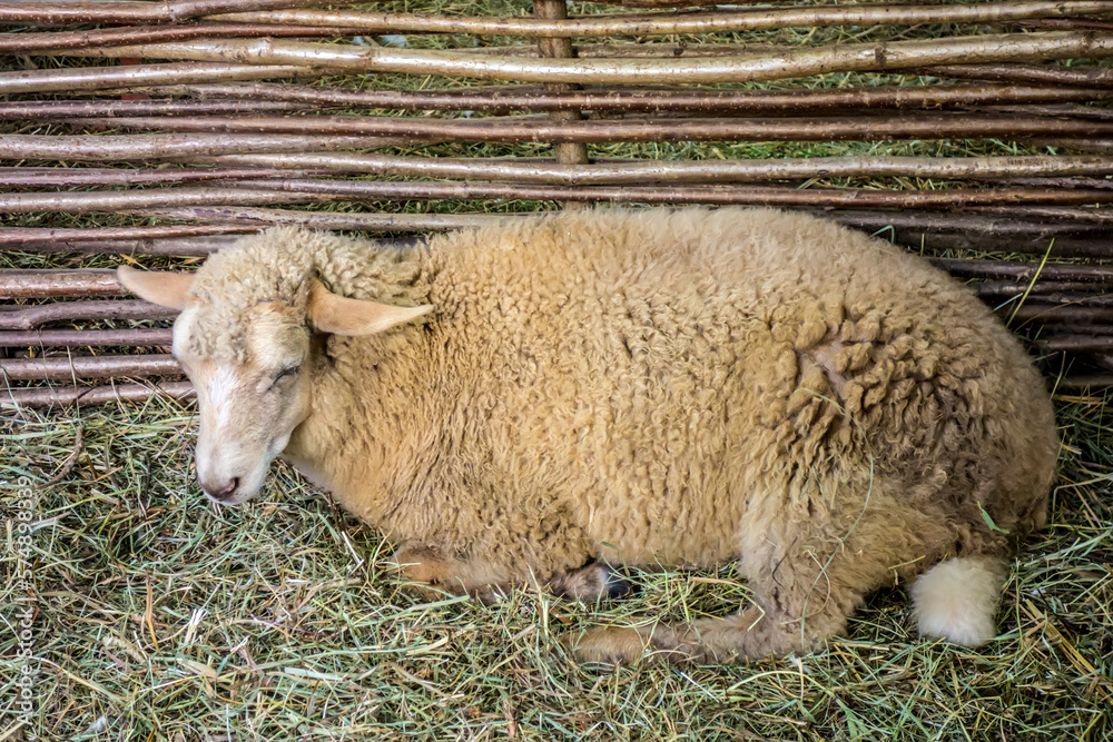 Obraz premium Lonely sheep lies on hay in a corral of twigs