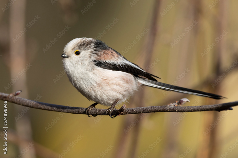Fototapeta premium Schwanzmeise (Aegithalos caudatus) 