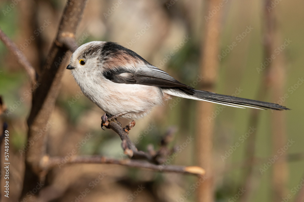 Fototapeta premium Schwanzmeise (Aegithalos caudatus)