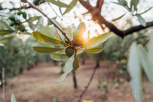 ulivi al tramonto. alberi di olive con rami e foglie con le olive pronte per essere raccolte e farci l'olio.
campagna toscana, Italia, in primavera estate al tramonto. photo