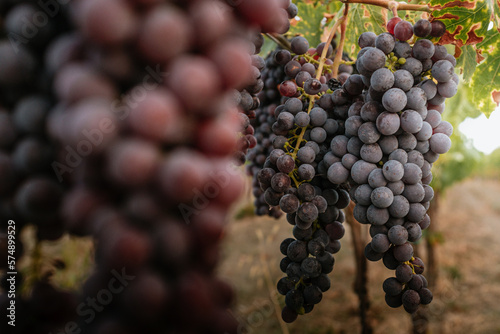 grappolo d uva rossa. raccolta dell uva  vendemmia  per la produzione di vino. azienda vinicola in campagna toscana  Italia.
