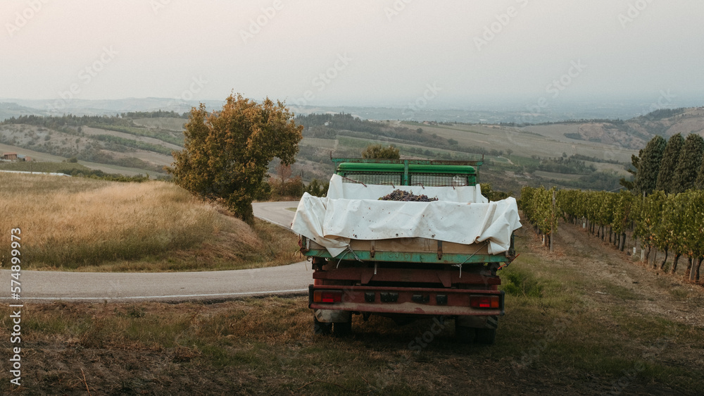 Fototapeta premium lavoratori di azienda vinicola raccolgono l'uva matura tra le vigne con il trattore per fare il vino. campagna toscana, Italia, tramonto