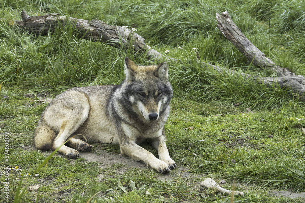 The wolf (Canis lupus ) in Hortobágy national park in Hungary.
