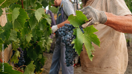 grappolo d'uva rossa. raccolta dell'uva, vendemmia, per la produzione di vino. azienda vinicola in campagna toscana, Italia. photo