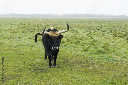 Vászonkép Thanks to the reverse crossing, the aurochs (Bos primigenius) returns to European nature