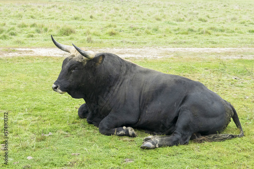 Billede på lærred Thanks to the reverse crossing, the aurochs (Bos primigenius) returns to European nature