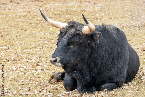 Fotótapéta Thanks to the reverse crossing, the aurochs (Bos primigenius) returns to European nature