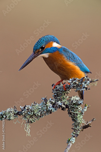 Kingfisher (Alcedo atthis) perched on lichen covered branch 