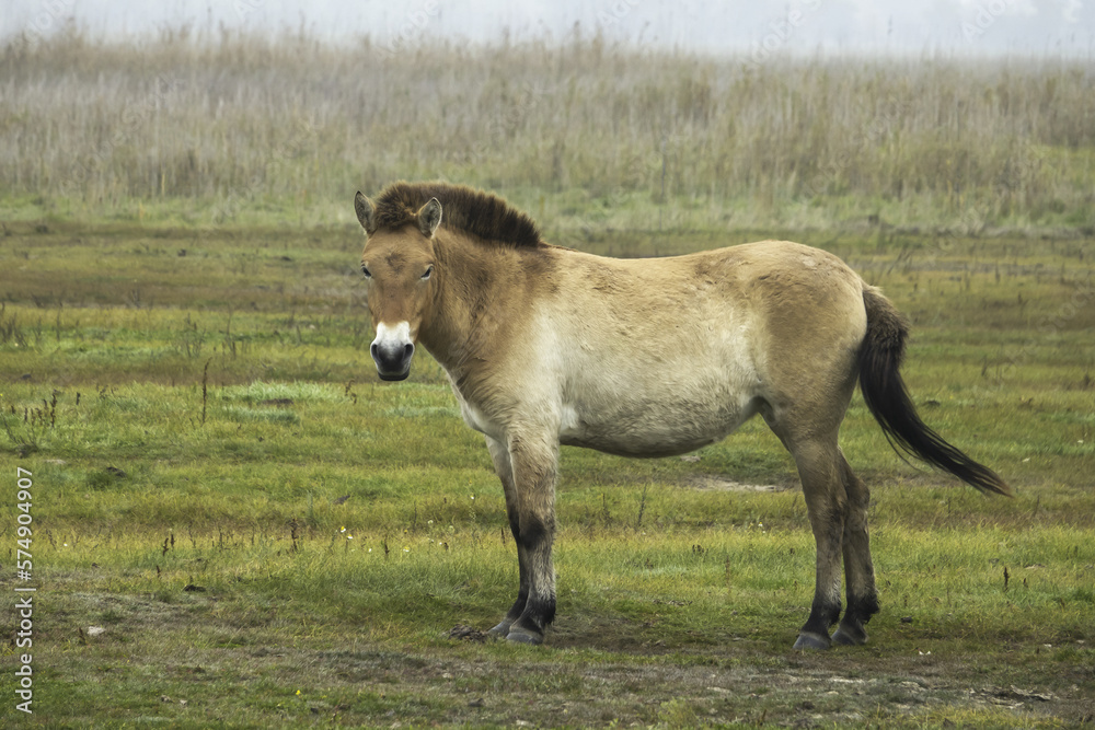 Fototapeta premium Przewalski's horse ( Equus przewalskii ), also called the takhi in Hortobágy national park in Hungary.