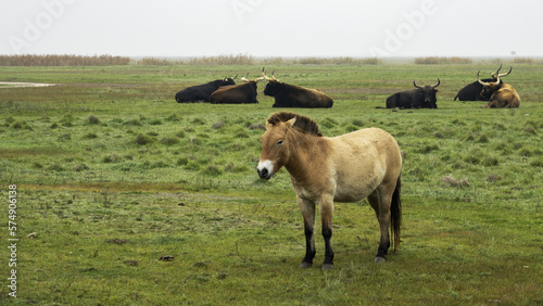 Canvas-taulu The Przewalski's horse ( Equus przewalskii ), also called the takhi and the aurochs (Bos primigenius) in Hortobágy national park in Hungary