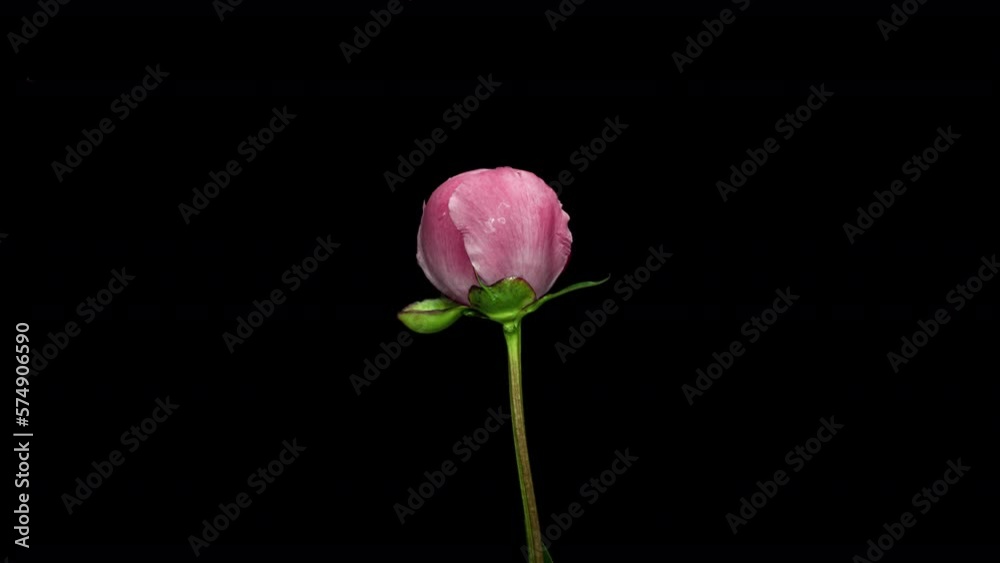 Time Lapse of Opening Red Flower Buttercup on a Black Background. Side View on Ranunculus Flower Blooming in Timelapse. Viva Magenta in Color Trends Time Lapse of Opening Red Flower Buttercup on a Black Background. Side View on Ranunculus Flower Blooming in Timelapse. Viva Magenta in Color Trends