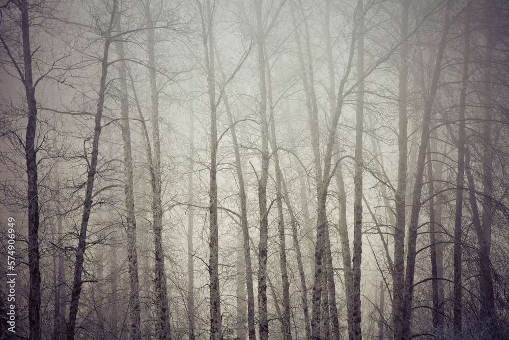 Winter Landscape Winter Landscape