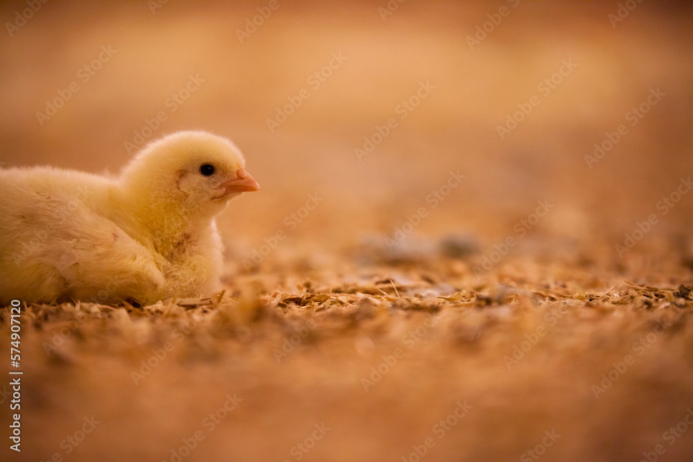 Chick in poultry barn. Chick in poultry barn.