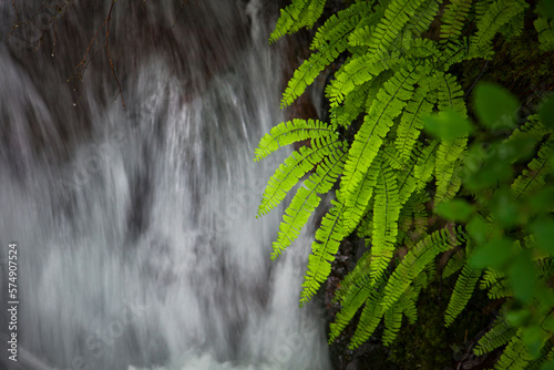 Lush ferns line the riparian area beside a small creek in the Columbia River Gorge National Scenic Area. photo