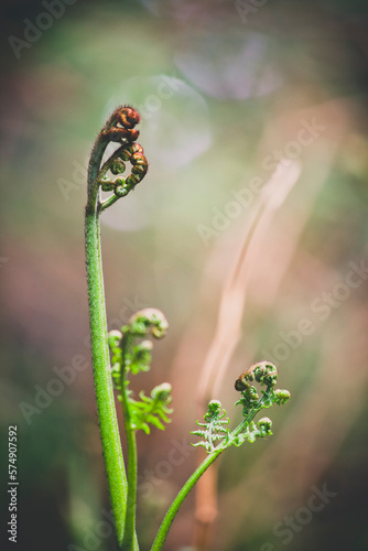 Macro of tightly furled new-growth shoots of a Bracken fern