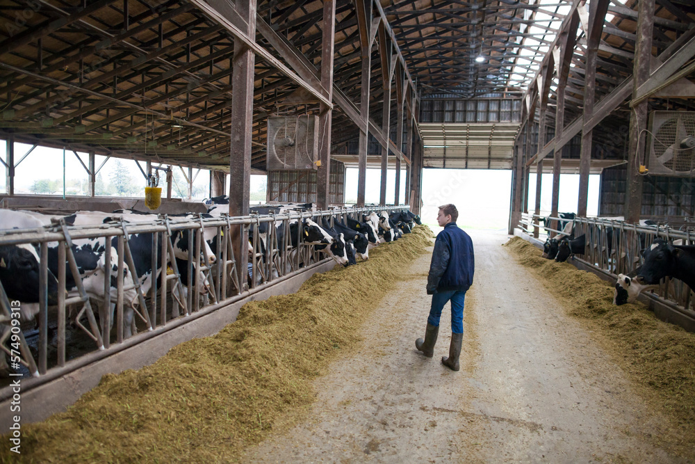 Boy working at dairy farm, Chilliwack, British Columbia, Canada Boy working at dairy farm, Chilliwack, British Columbia, Canada