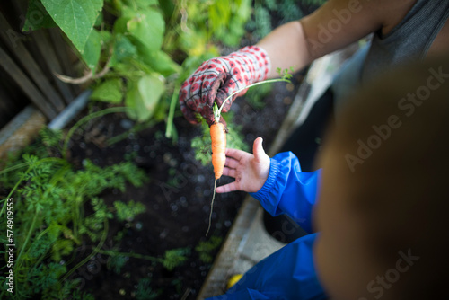 Mother and son harvesting vegetables in backyard vegetable garden