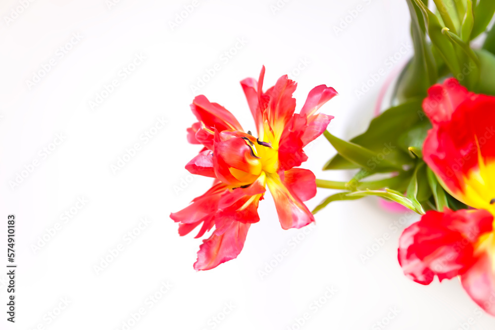 Pink tulip flowers. Beautiful spring floral composition.