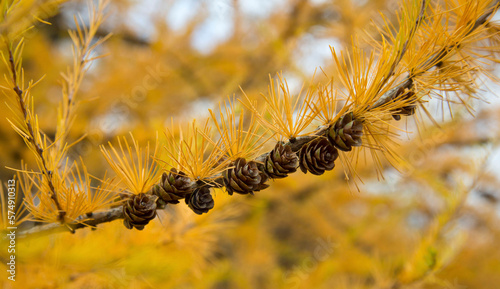 tamarack