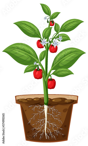 Bell pepper plant showing root