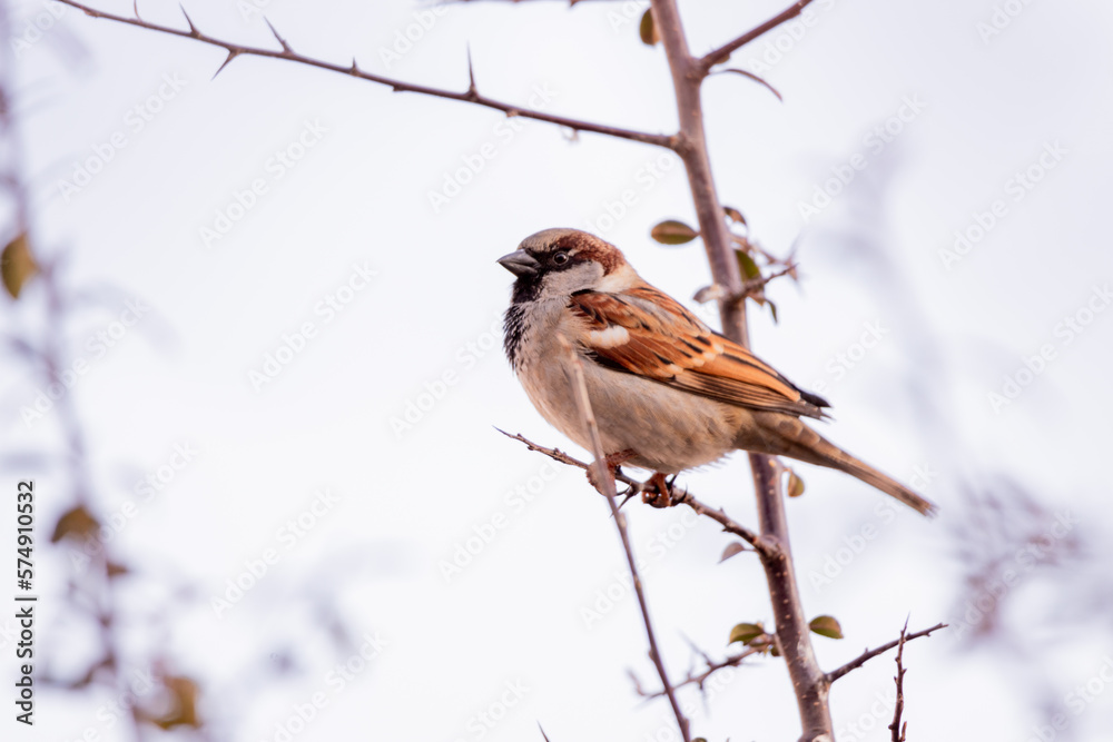 sparrow bird