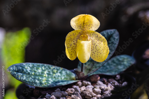 Paphiopedilum concolor, beautiful forest orchid in rainseason. photo