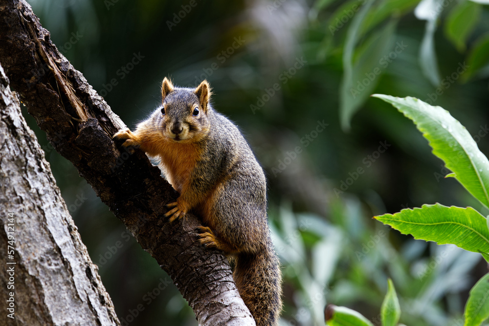 Obraz premium Fox squirrel (Sciurus niger)