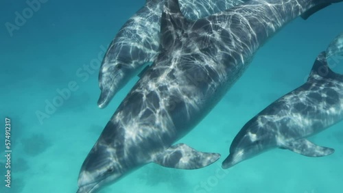 Dolphins Swimming together in the coral reef of the Red Sea of Egypt photo