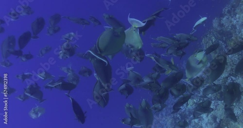 Unicorn Fish Group 4K in the Coral Reef of the Red Sea of Egypt photo