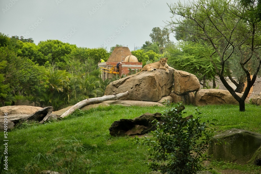 Long distance shot of a lioness lying on a rock in a grassland with trees.