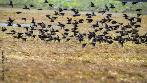Skylark birds are flying winter time © majorosl66