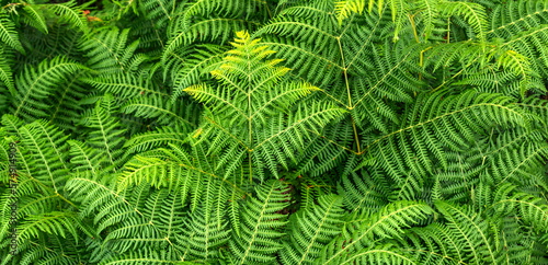 Dense Vegetation View of Fern Leaves at the Forest Textured Background