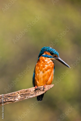 Kingfisher, Alcedo athis,Tajo River, Monfragüe National Park, SPA, ZEPA, Biosphere Reserve, Cáceres Province, Extremadura, Spain, Europe